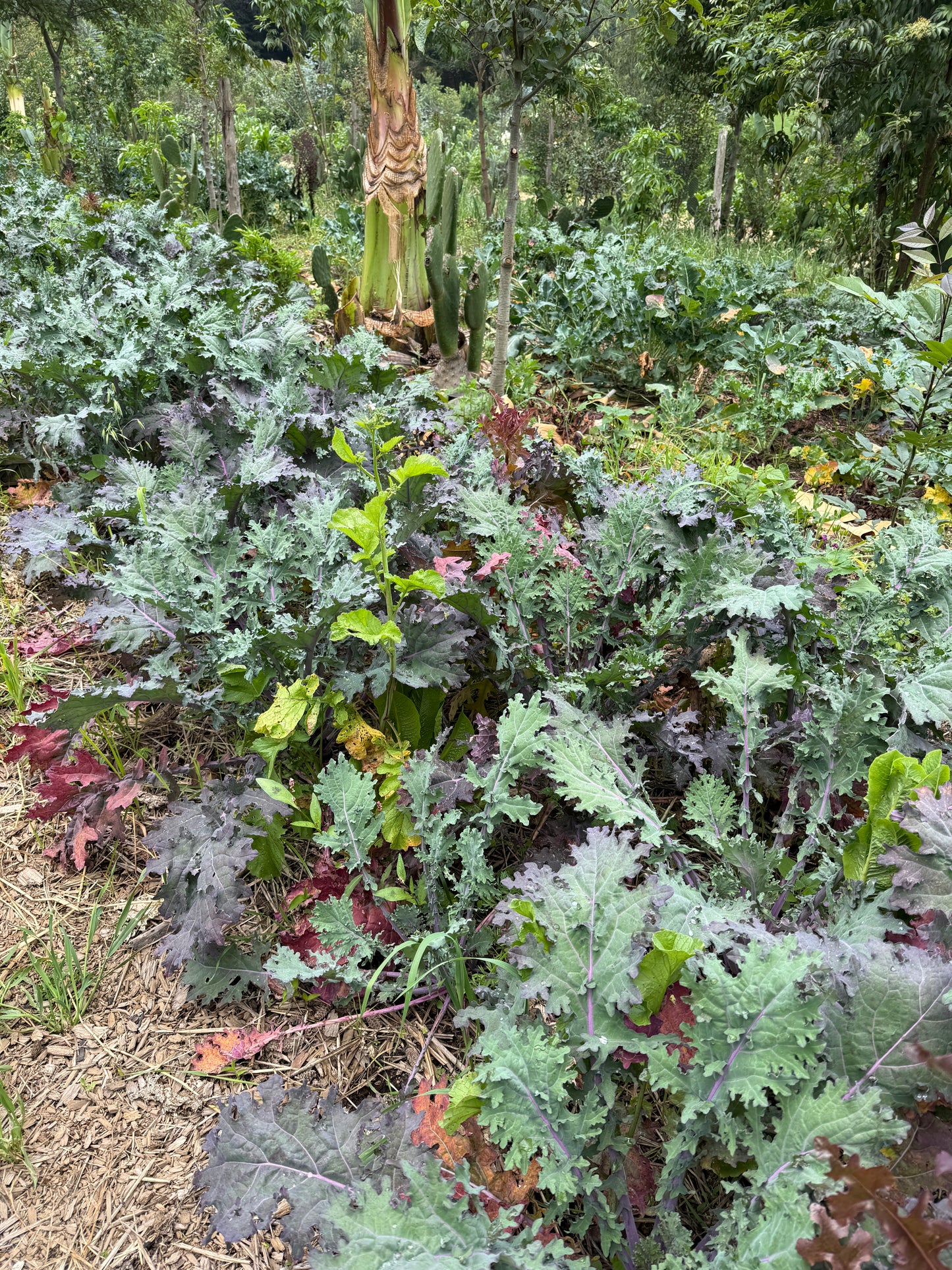 Medical Medium (inspired) Wellness Camp - TIERRA JIASU · NOV 21-23