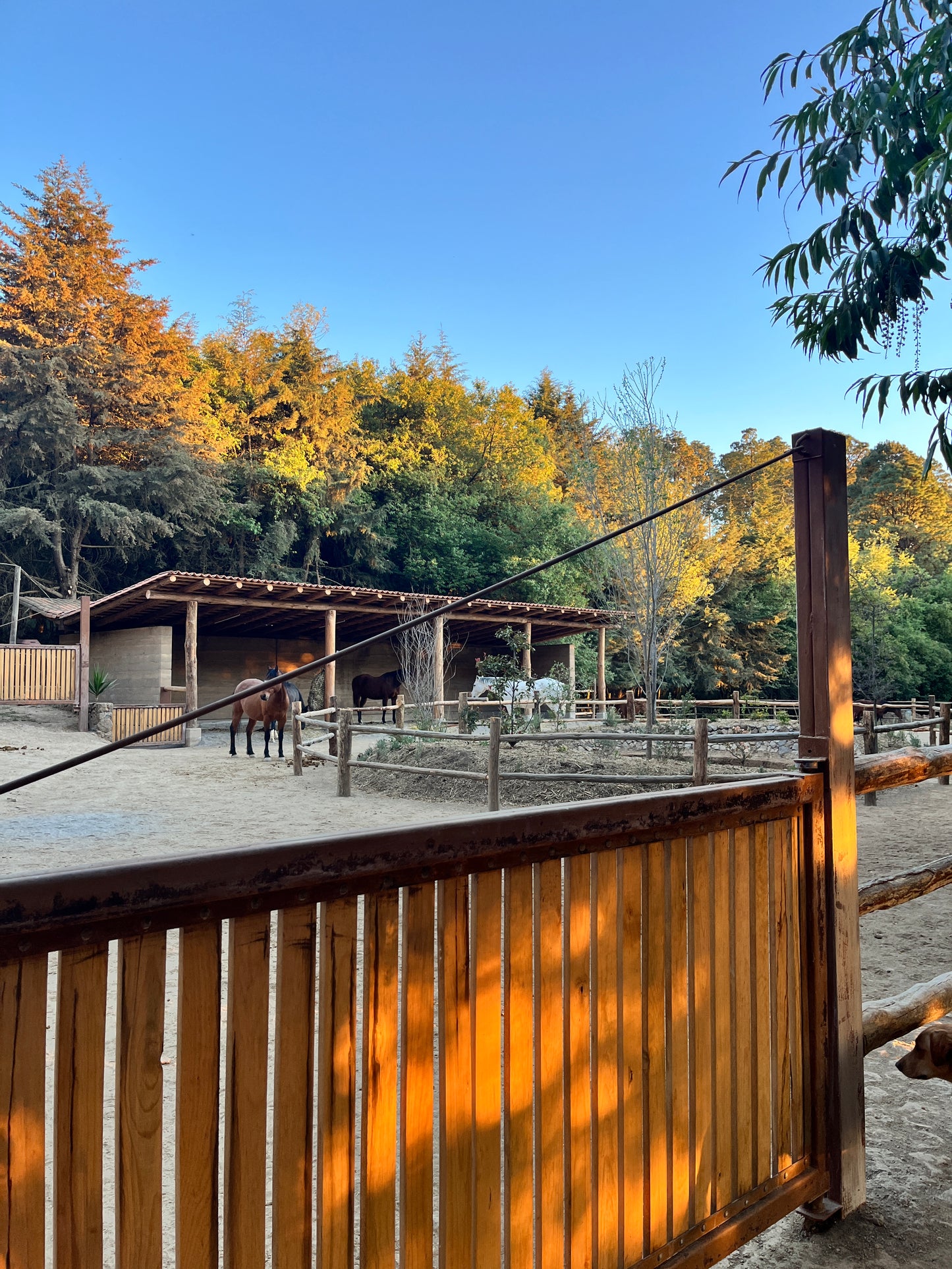 Medical Medium (inspired) Wellness Camp - TIERRA JIASU · NOV 21-23